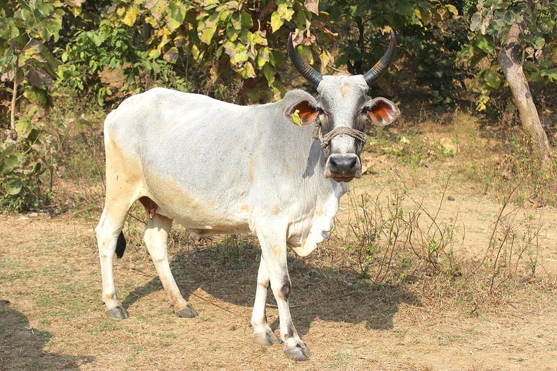 भोपाल के पास हरी जमीन पर खड़ा सफेद गोवंश, कान में पीला टैग